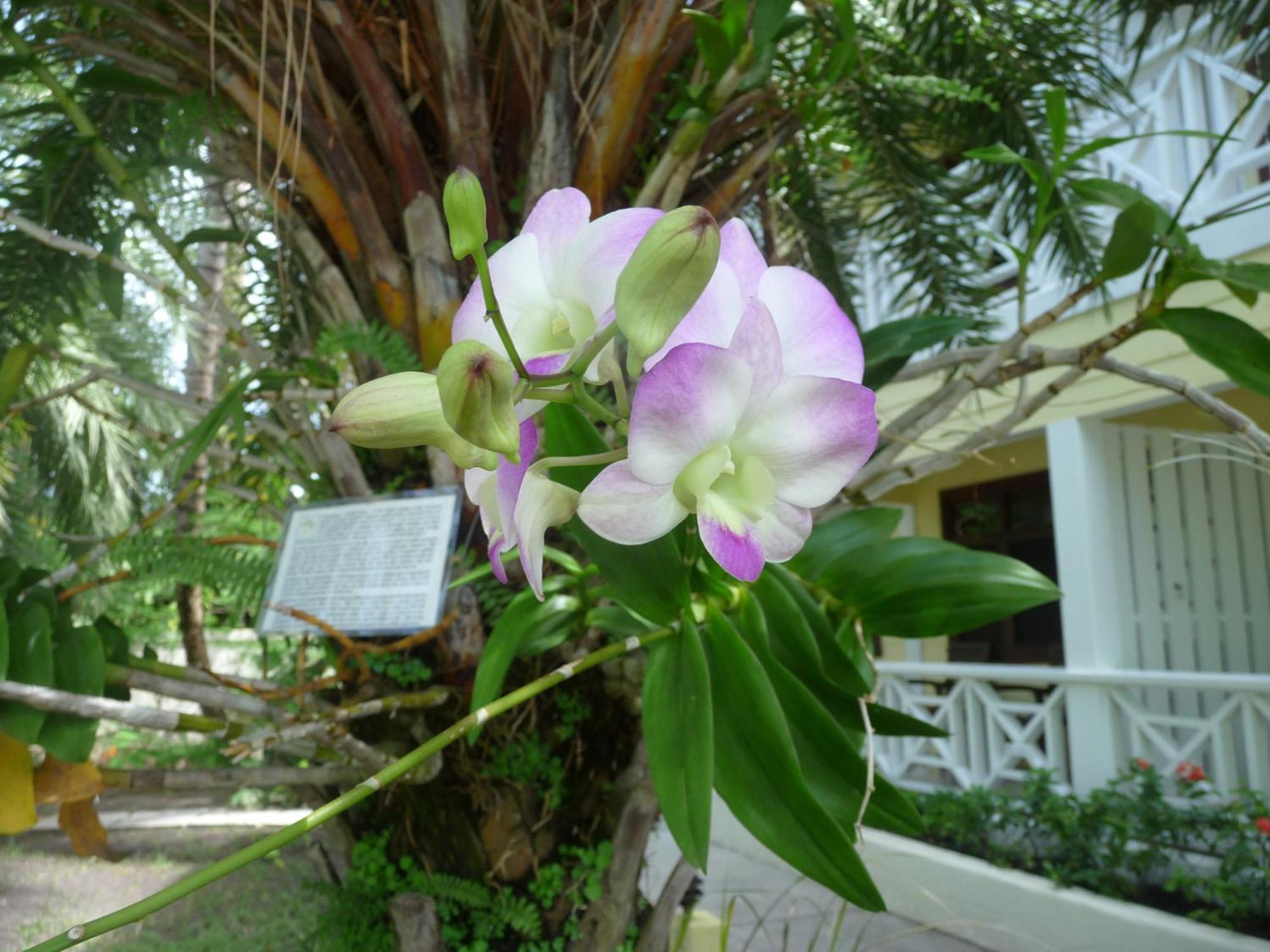 Buccaneer Beach Club Dickenson Bay Exterior foto